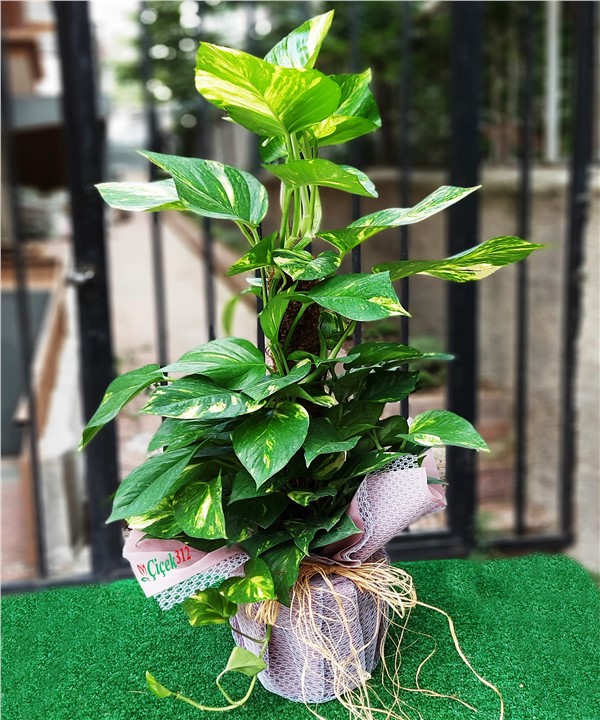 Pothos Sarmaşığı