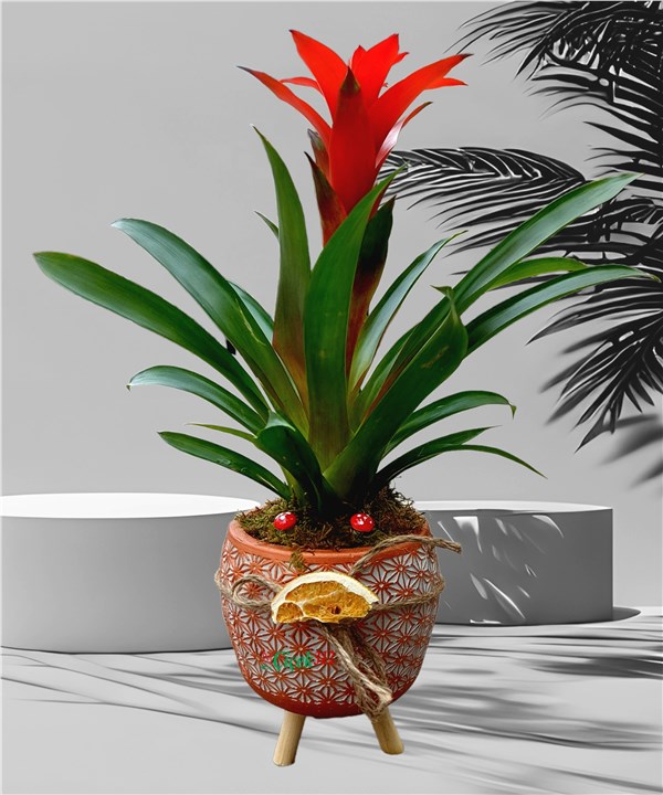 Ayaklı Beton Saksıda Guzmania