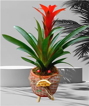 Ayaklı Beton Saksıda Guzmania