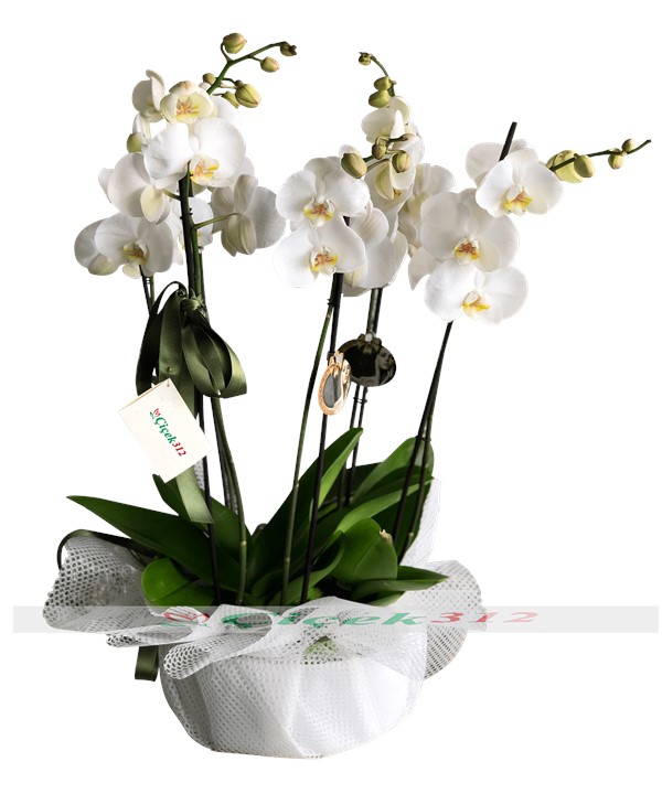 5 Dallı Beyaz Orkide