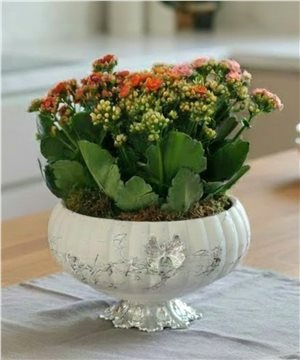Dekoratif Saksıda Kalanşoe (Ateş Kaktüsü)