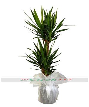 Üçlü Yucca