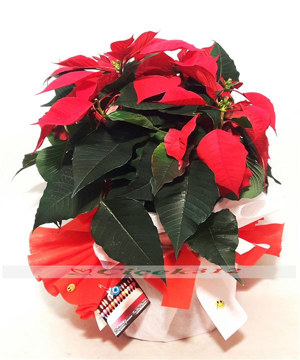 Poensetya (Atatürk Çiçeği)