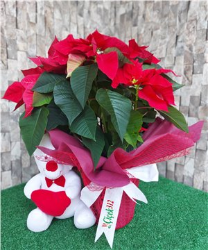 Poensetya (Atatürk Çiçeği)