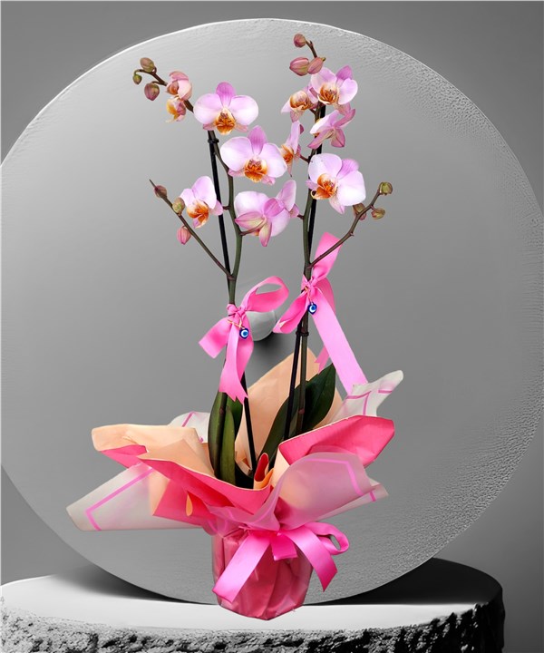 Çift Dallı Phalaenopsis İthal Pembe Orkide