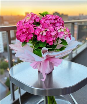 Hydrangea(Ortanca)Çiçeği