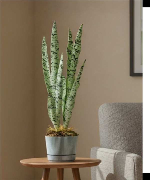 Yapay Sanseveria (Paşa Kılıcı)